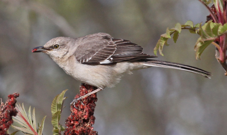 Northern Mockingbird Photo 3