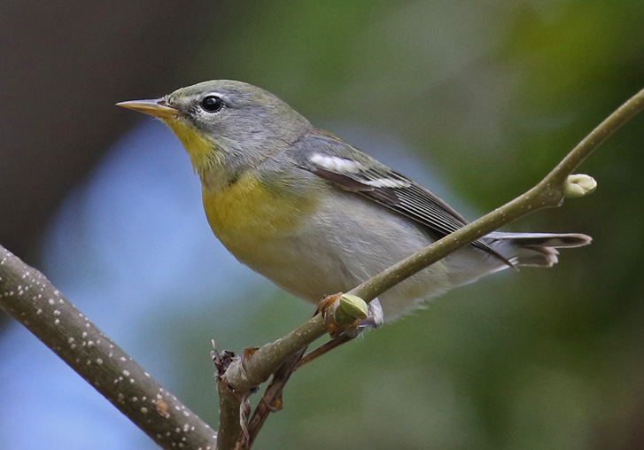 Northern Parula photo #1
