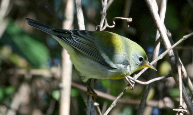 Northern Parula