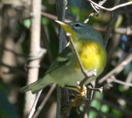 Northern Parula