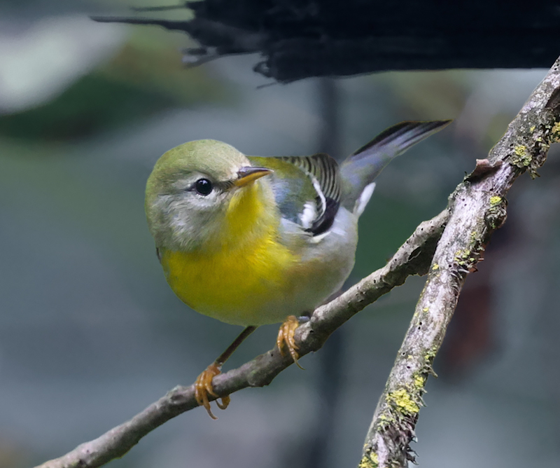 Northern Parula (1st fall female)