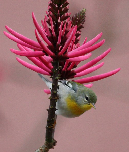 Northern Parula photo #2