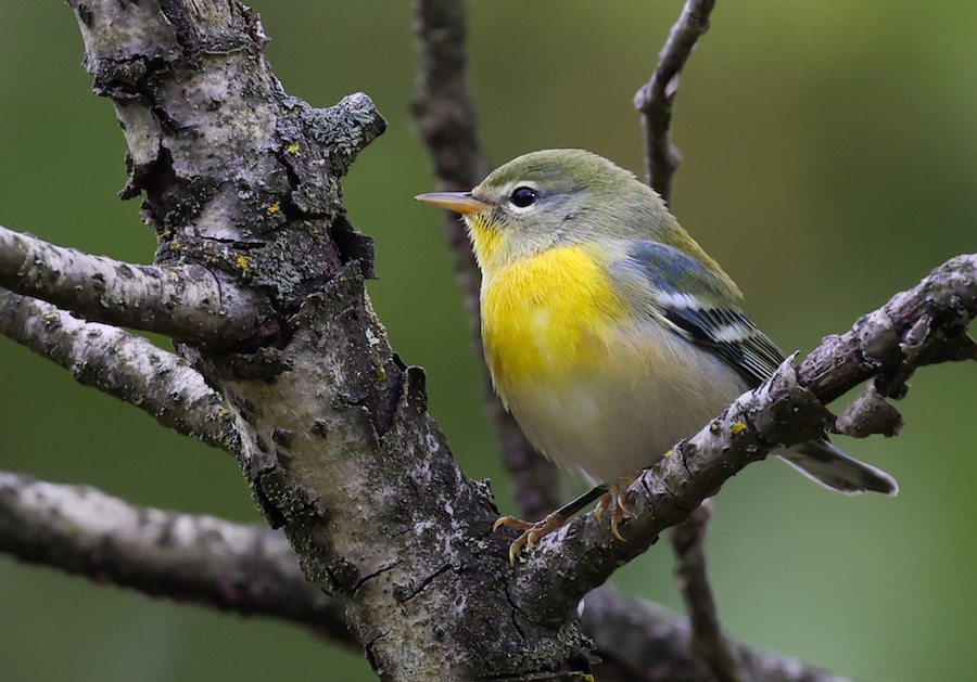 Northern Parula (1st fall female) photo #2