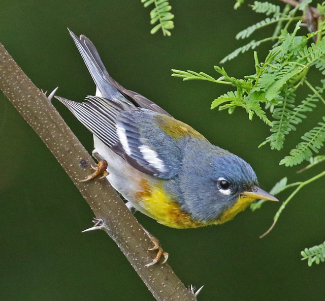 Northern Parula photo #4