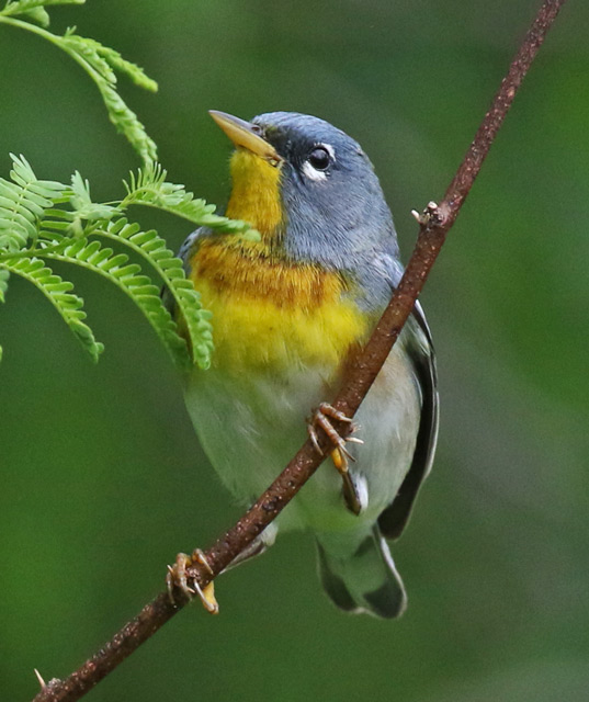 Northern Parula photo #3