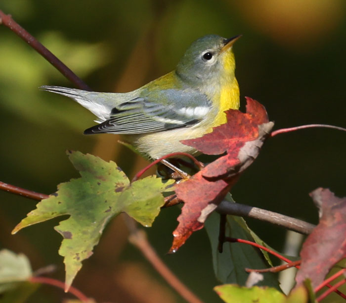 Northern Parula (1st fall female) photo #4