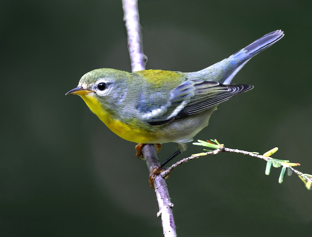 Northern Parula