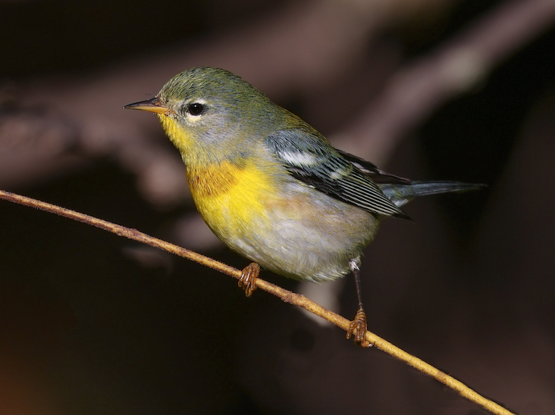 Northern Parula (fall adult male)