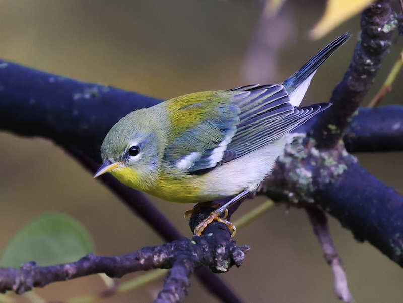 Northern Parula (1st fall male)
