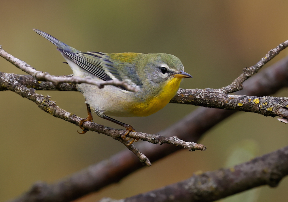 Northern Parula
