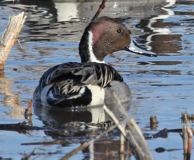 Northern Pintail