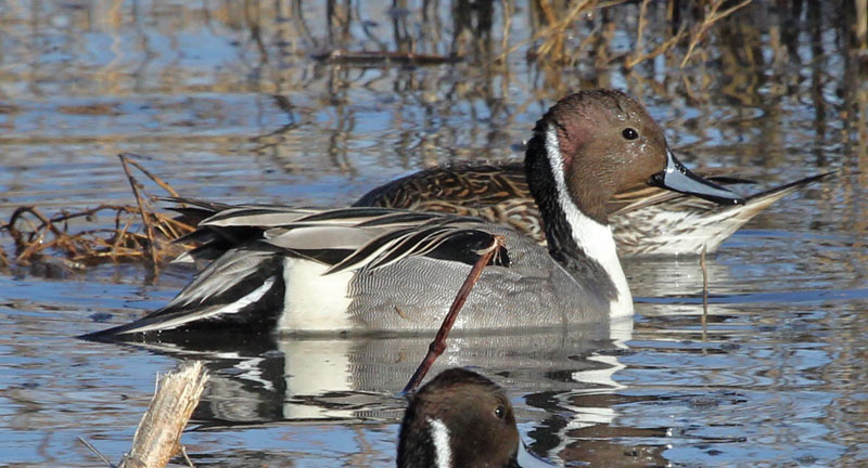 Northern Pintail