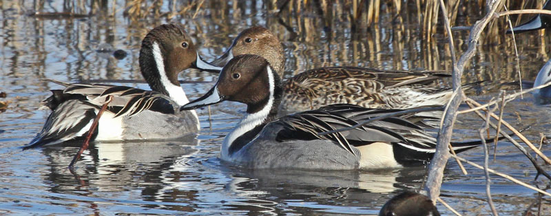 Northern Pintail