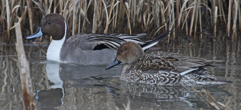 Northern Pintail