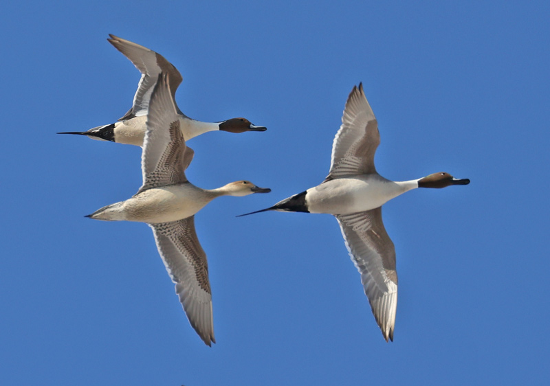 Northern Pintail (in flight)