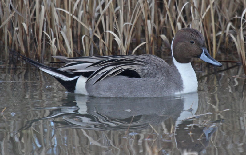 Northern Pintail