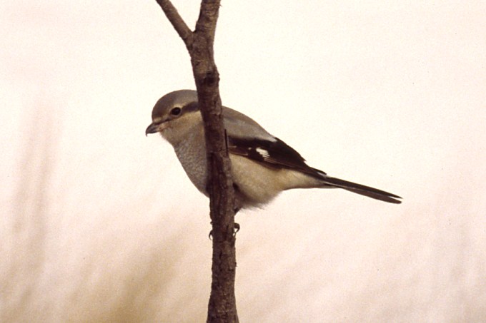 Northern Shrike (immature)