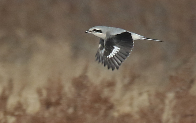 Northern Shrike (immature) photo #8