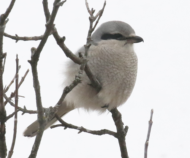 Northern Shrike (immature) photo #3