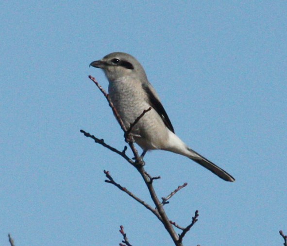 Northern Shrike (immature) photo #9