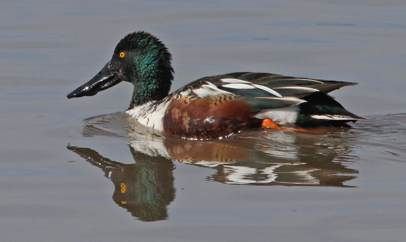 Northern Shoveler