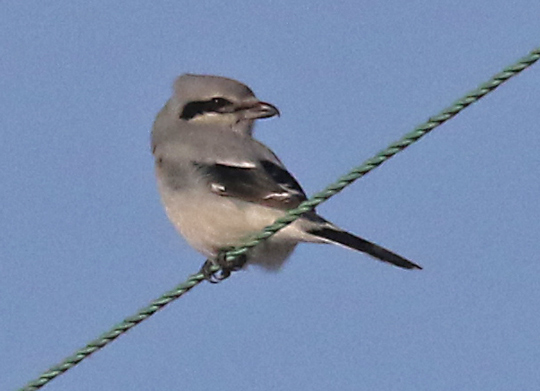 Northern Shrike (immature) photo #7