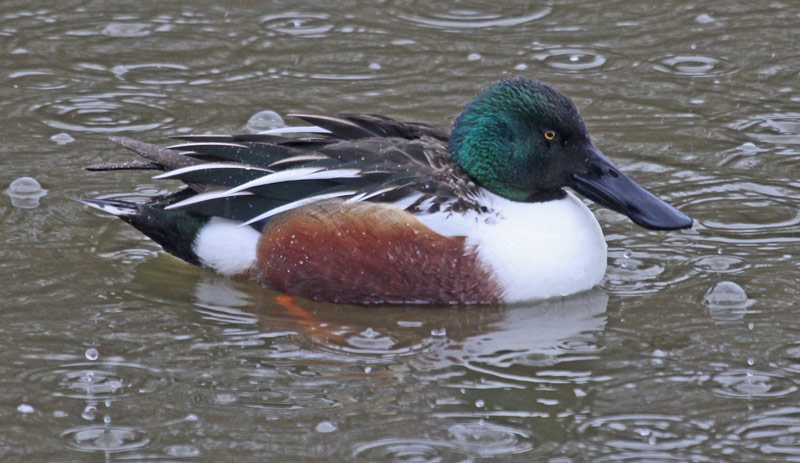 Northern Shoveler