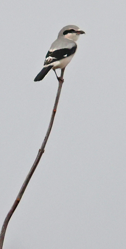 Northern Shrike (immature) photo #1