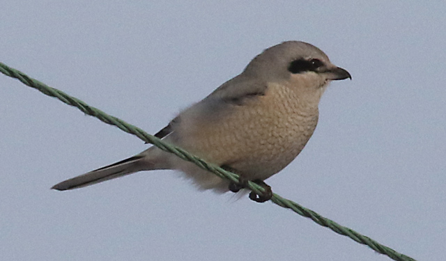 Northern Shrike (immature) photo #6
