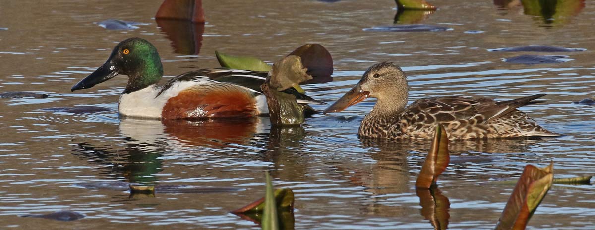 Northern Shoveler