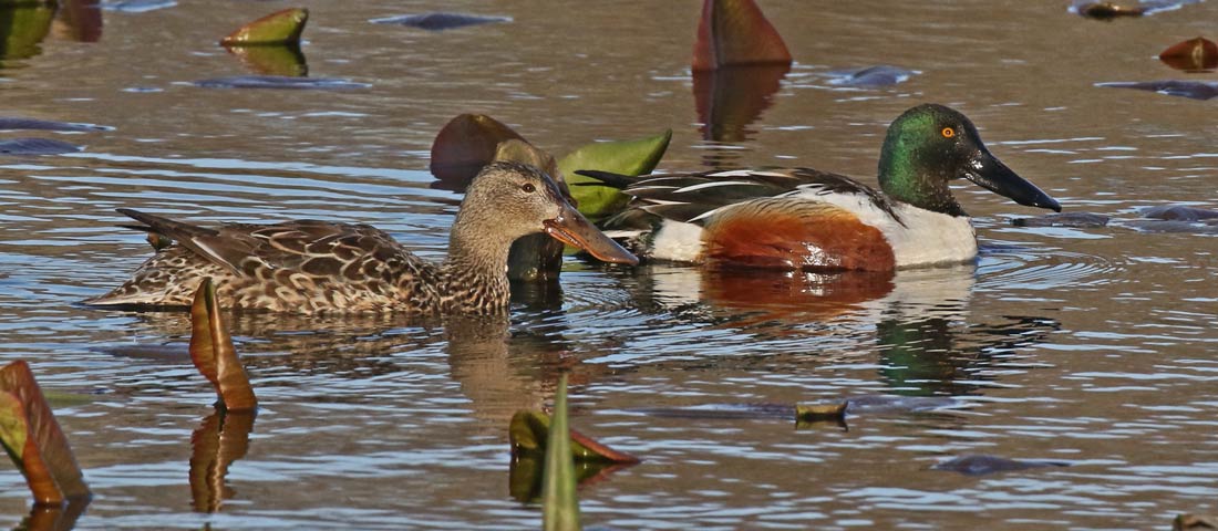 Northern Shoveler