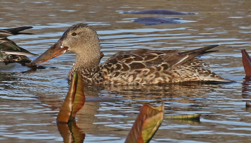 Northern Shoveler