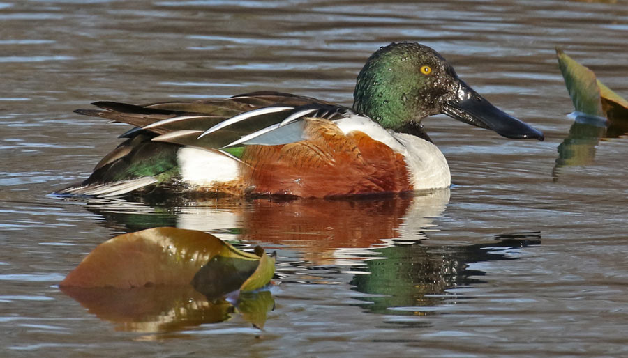 Northern Shoveler