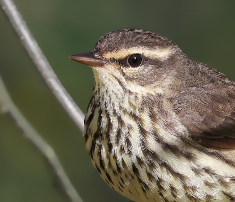 Northern Waterthrush