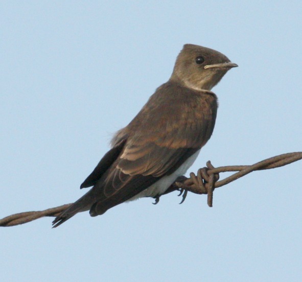 Northern Rough-winged Swallow (juvenile) photo #2