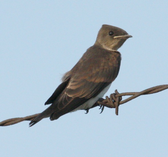 Northern Rough-winged Swallow (juvenile) photo #2