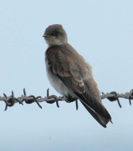 Northern Rough-winged Swallow (juvenile) photo #3