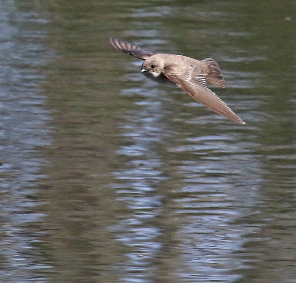 Northern Rough-winged Swallow (adult in flight) photo #3