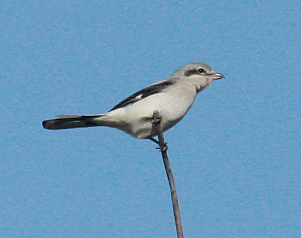 Northern Shrike (immature) photo #10