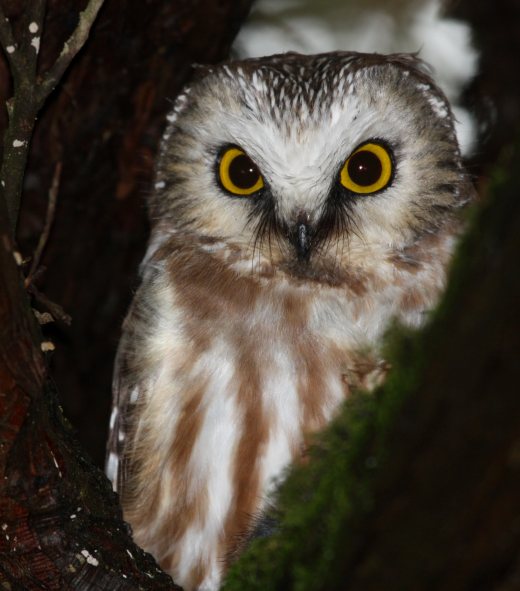 Northern Saw-whet Owl photo #1