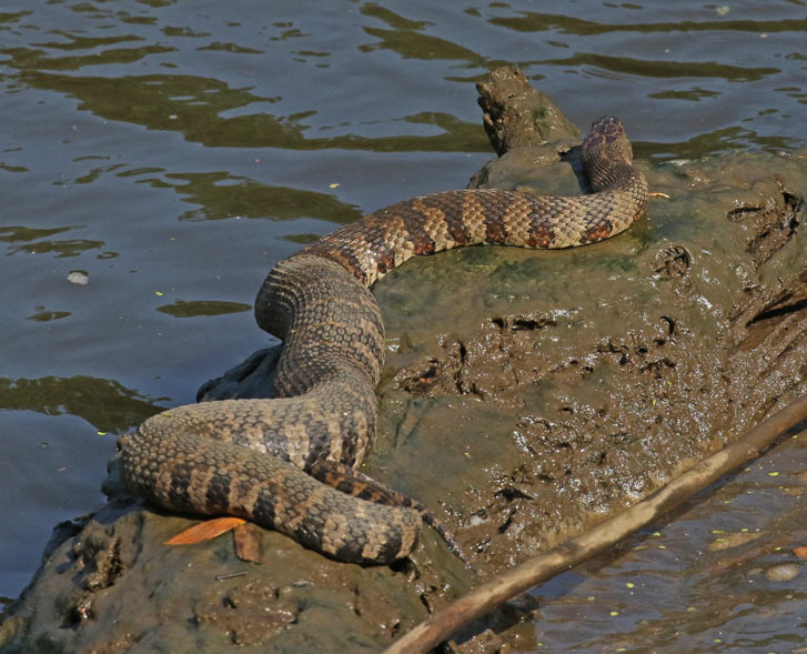 Northern Watersnake