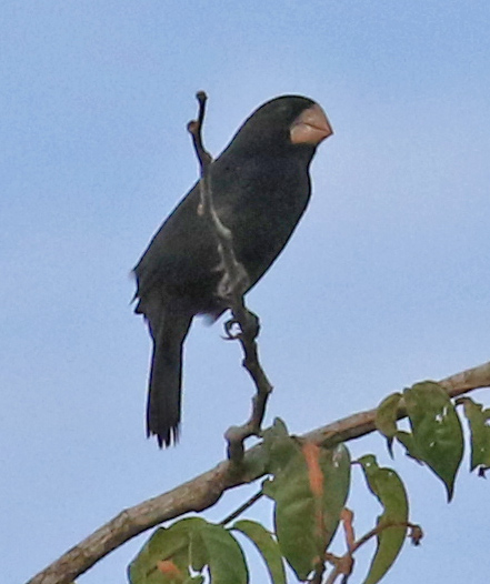 Nicaraguan Seed-finch