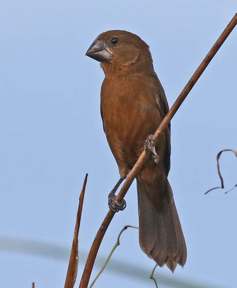 Nicaraguan Seed-finch
