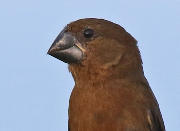 Nicaraguan Seed-finch