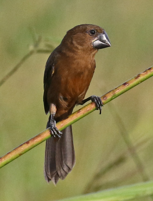 Nicaraguan Seed-finch