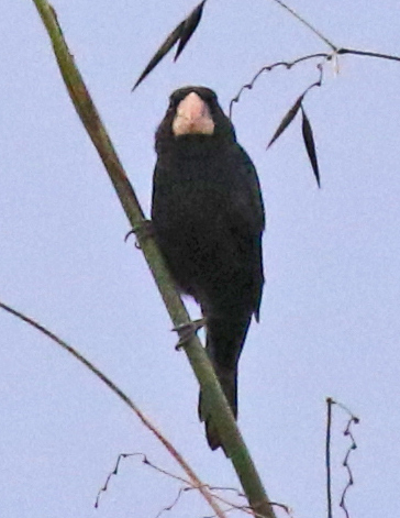 Nicaraguan Seed-finch