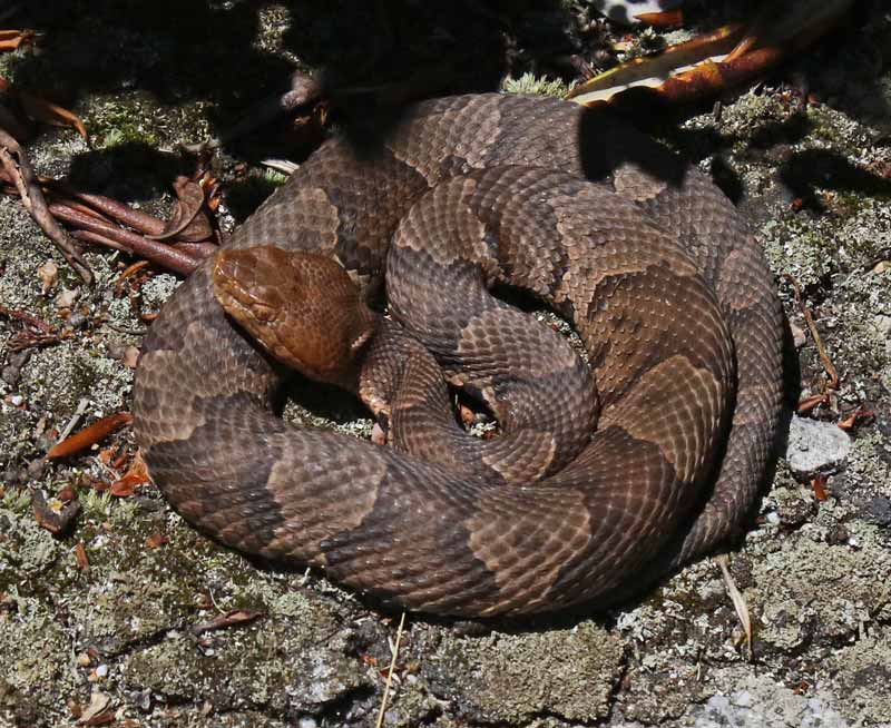 Northern Copperhead