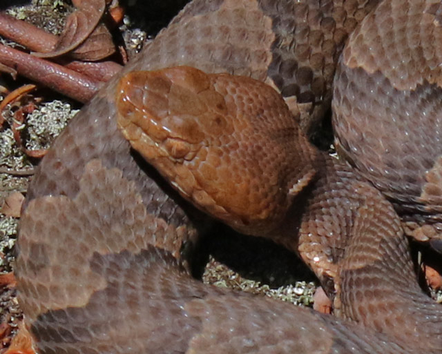 Northern Copperhead