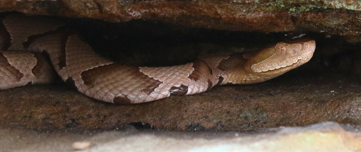 Southern Copperhead