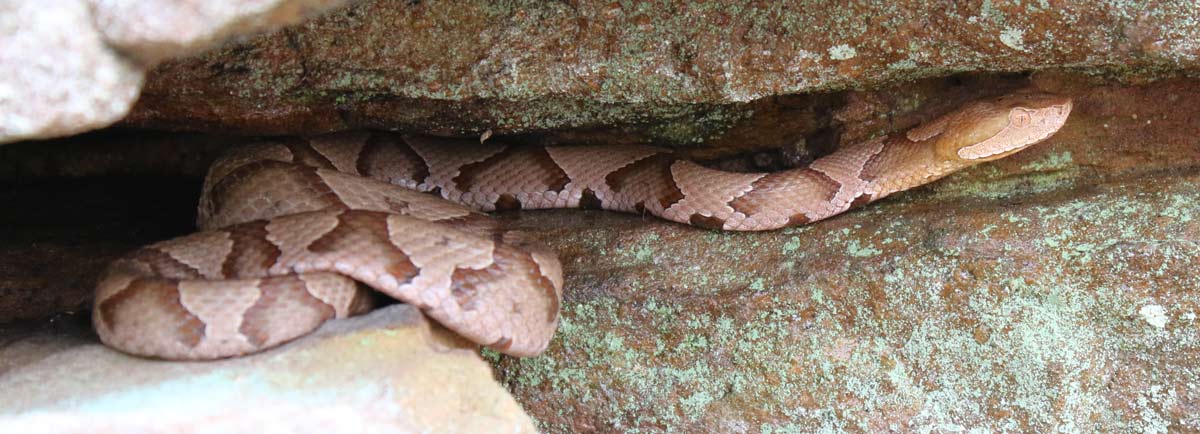 Southern Copperhead